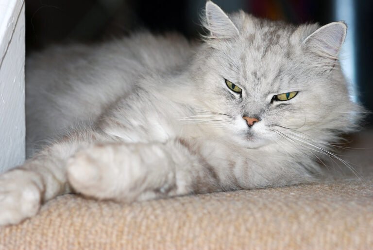 Persian Cats Love Being Your Couch Companion