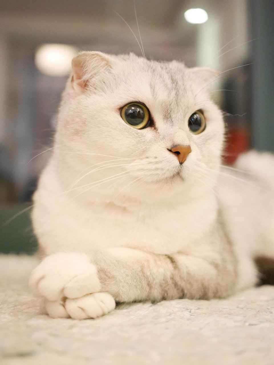 Scottish Folds Look Like Wise Little Owls (image credits: pixabay)
