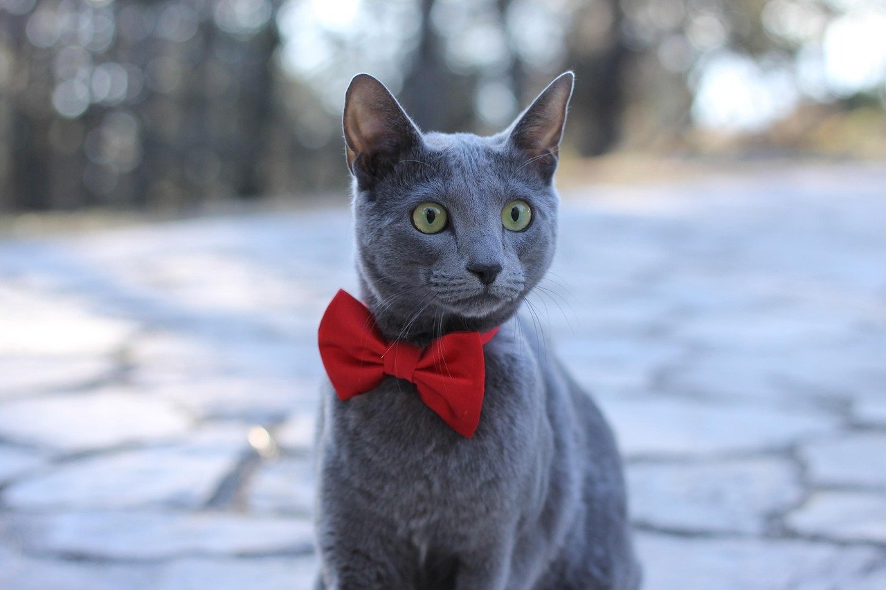 Russian Blues Are the Introverts of the Cat World (image credits: pixabay)