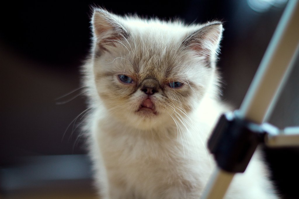 Exotic Shorthairs Are Persian Cats Without the Grooming Drama (image credits: flickr)