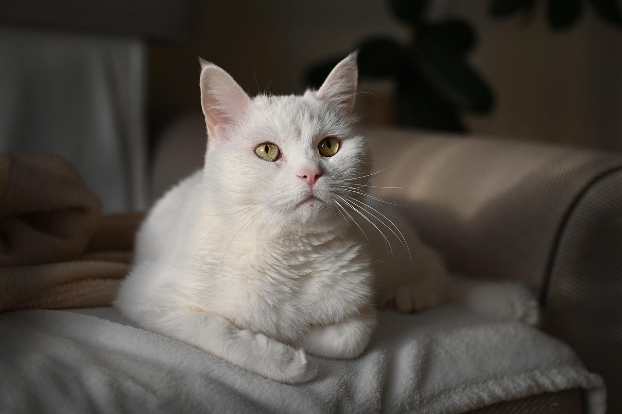 Birmans Are Sacred Temple Cats That Prefer Indoor Luxury (image credits: pixabay)