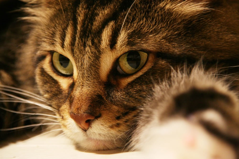 Maine Coons Are Gentle Giants That Think They're Lap Cats (image credits: flickr)