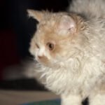 Selkirk Rex Cats Look Like They've Been Permanently Permed