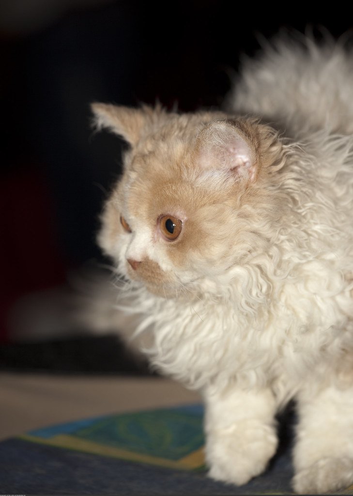 Selkirk Rex Cats Look Like They've Been Permanently Permed