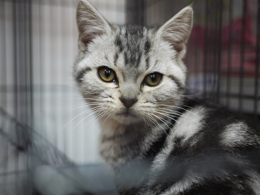 Conclusion: Finding Your Perfect Feline Roommate (image credits: flickr)