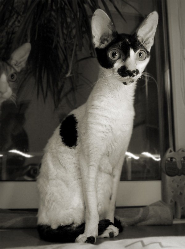 11 Cat Breeds That Are Perfect for Apartment Life