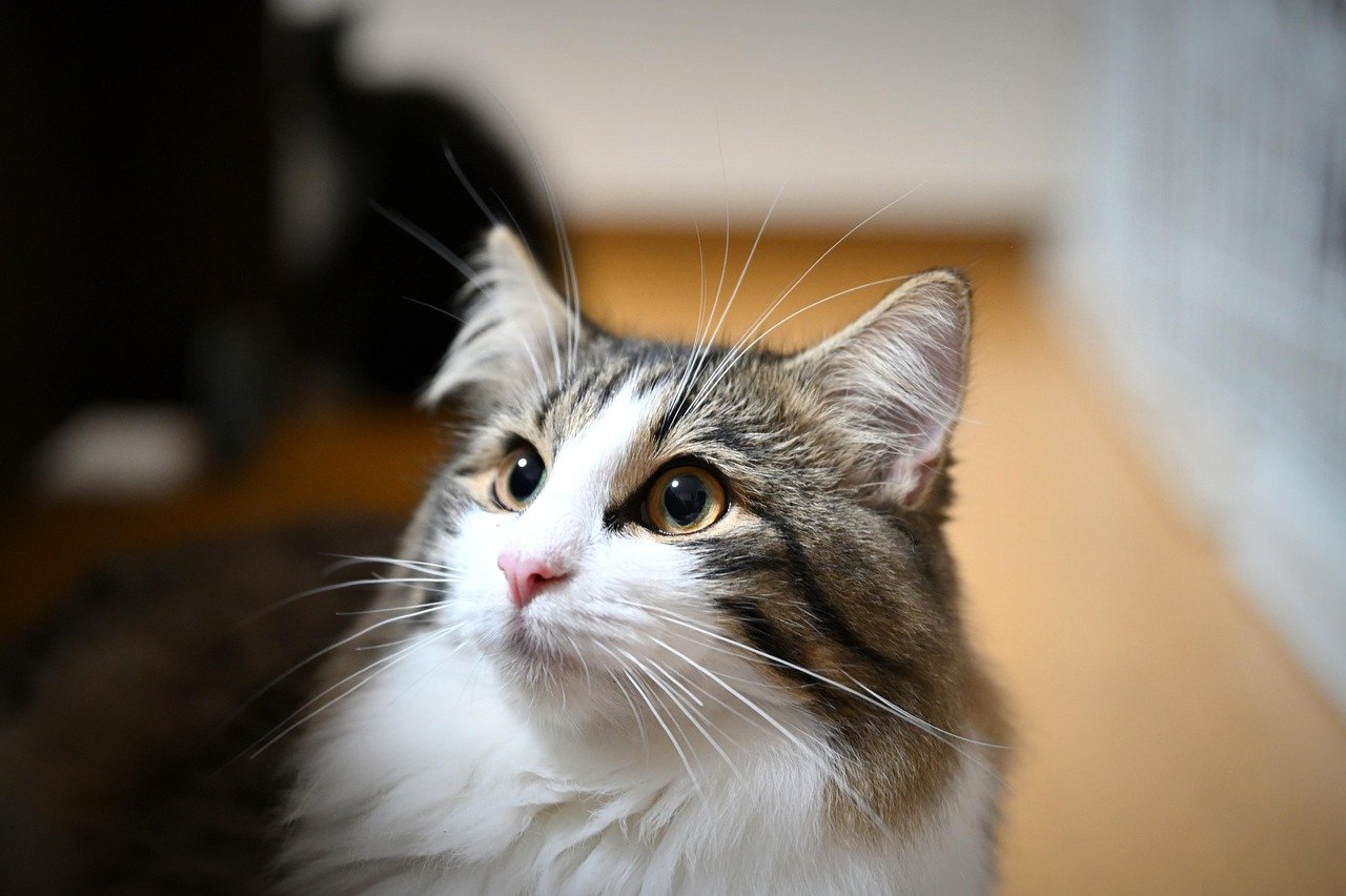 The Norwegian Forest Cat: Viking Warriors of the North (image credits: pixabay)