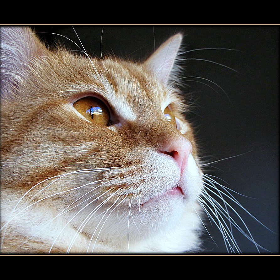 The Genetic Time Capsule: How These Breeds Survived (image credits: flickr)