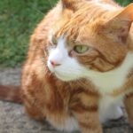 5 Cat Enrichment Tips That Cost Nothing But Make a Huge Difference