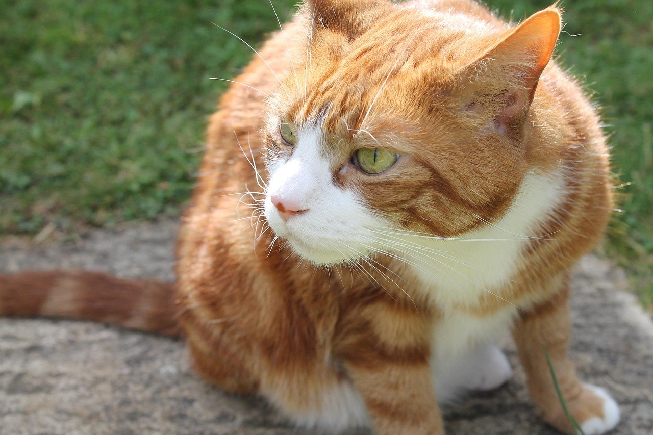 5 Cat Enrichment Tips That Cost Nothing But Make a Huge Difference