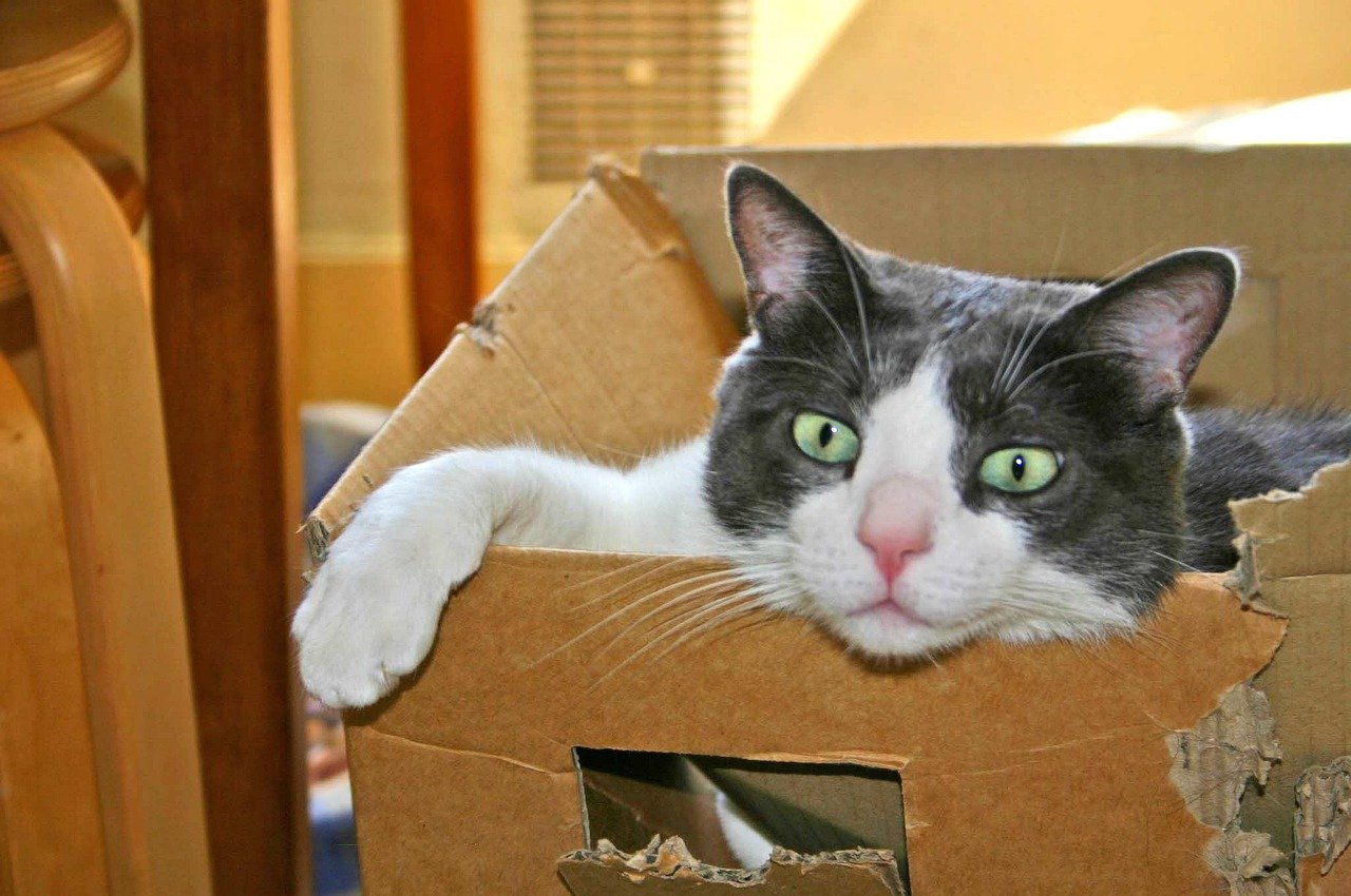 The Cardboard Scratch and Hunt Board (image credits: pixabay)