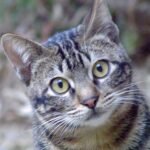 6 Easy DIY Games That Stimulate Your Cat's Brain