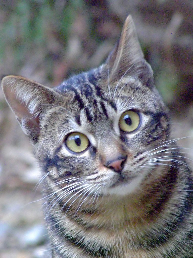 6 Easy DIY Games That Stimulate Your Cat's Brain
