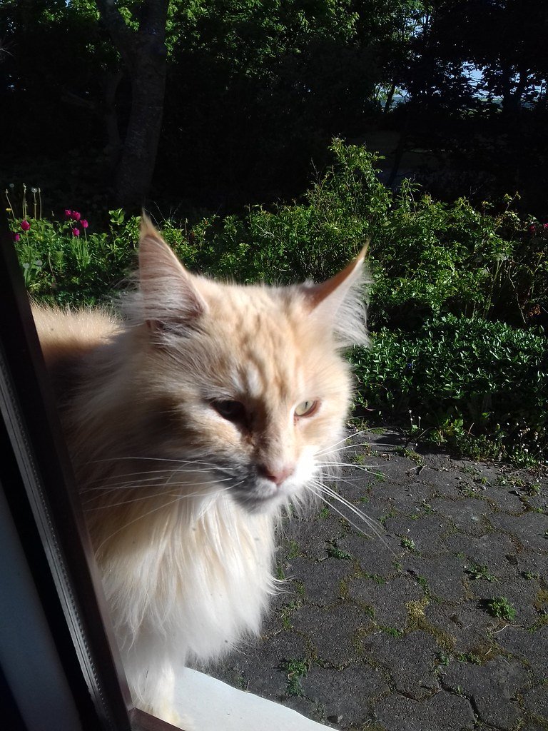 The Endless Feline Mystery (image credits: flickr)