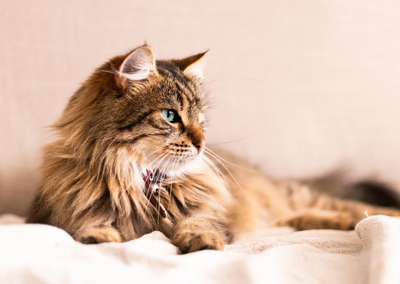 Your Cat Has Claimed the Best Spots in Your Home (image credits: pixabay)