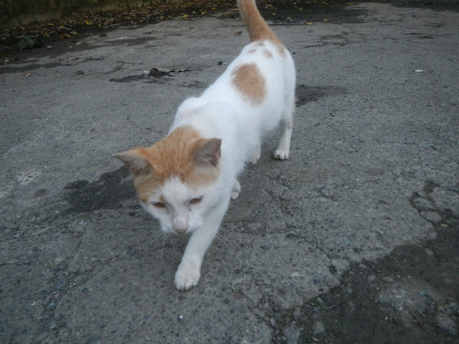 They're Following You Around Like a Furry Shadow (image credits: wikimedia)