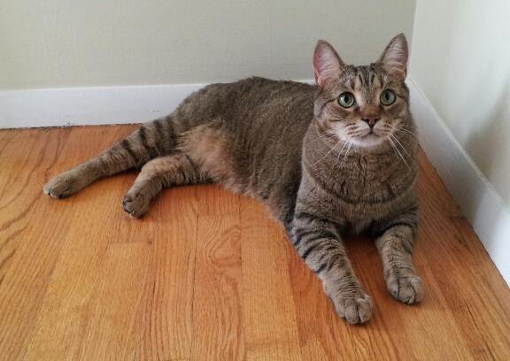Your Cat's Tail Tells the Whole Story