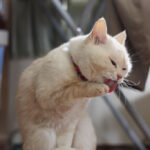 8 Signs Your Cat Is Living Its Best Life