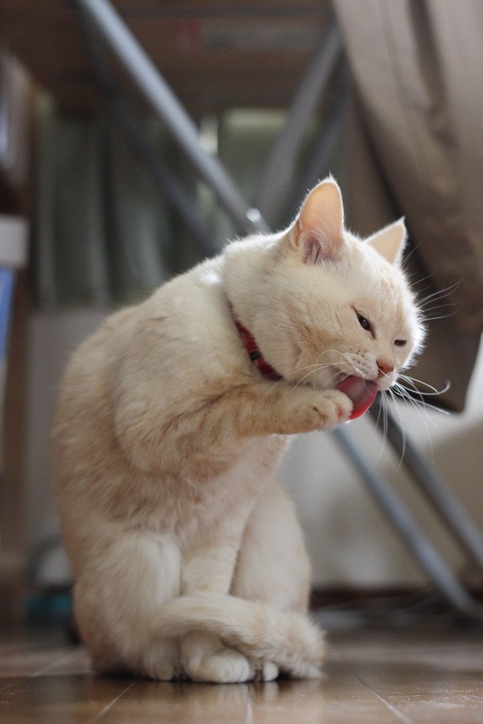 8 Signs Your Cat Is Living Its Best Life