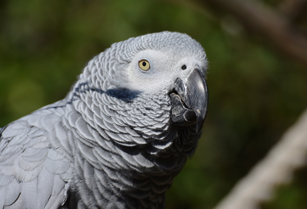 African Grey Parrot: The Einstein Of The Bird World (image credits: rawpixel)