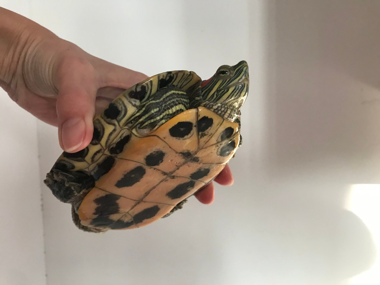 Red-Eared Slider Turtle: The Water-Loving Survivor (image credits: wikimedia)