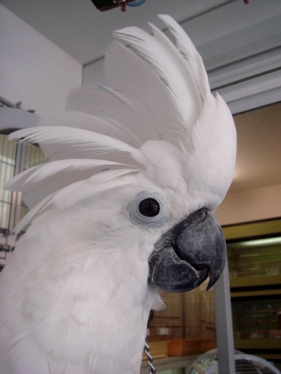 Umbrella Cockatoo: The Affectionate Entertainer (image credits: wikimedia)