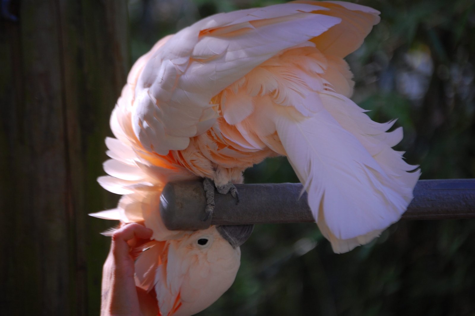 Moluccan Cockatoo: The Dramatic Dancer (image credits: wikimedia)