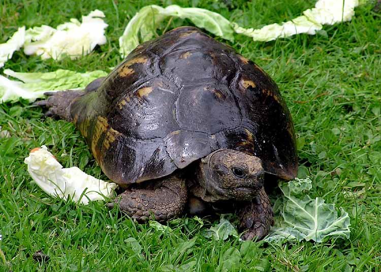 Greek Tortoise: The Ancient Garden Buddy (image credits: wikimedia)