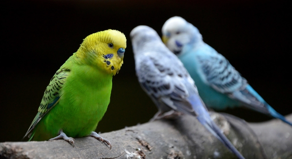 Budgerigar (Budgie): The Pocket-Sized Talker (image credits: rawpixel)
