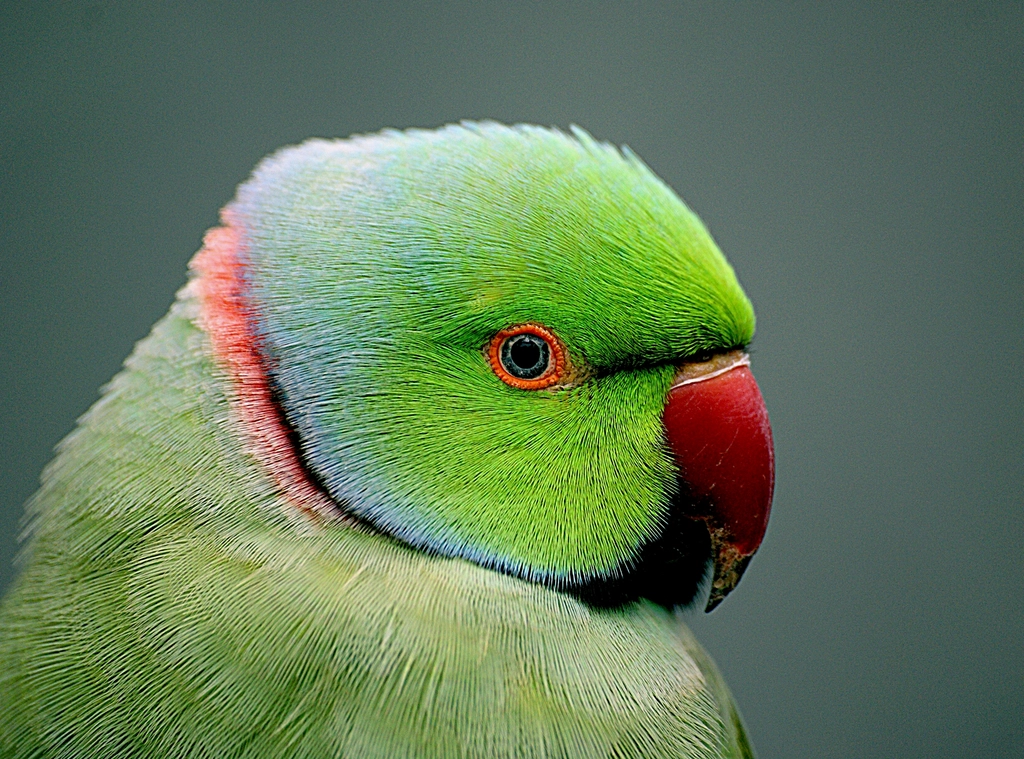 Indian Ringneck Parakeet: The Elegant Talker (image credits: rawpixel)