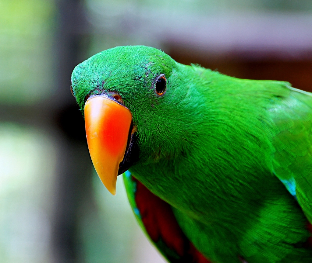 Eclectus Parrot: The Vibrant Beauty with a Calm Soul (image credits: rawpixel)