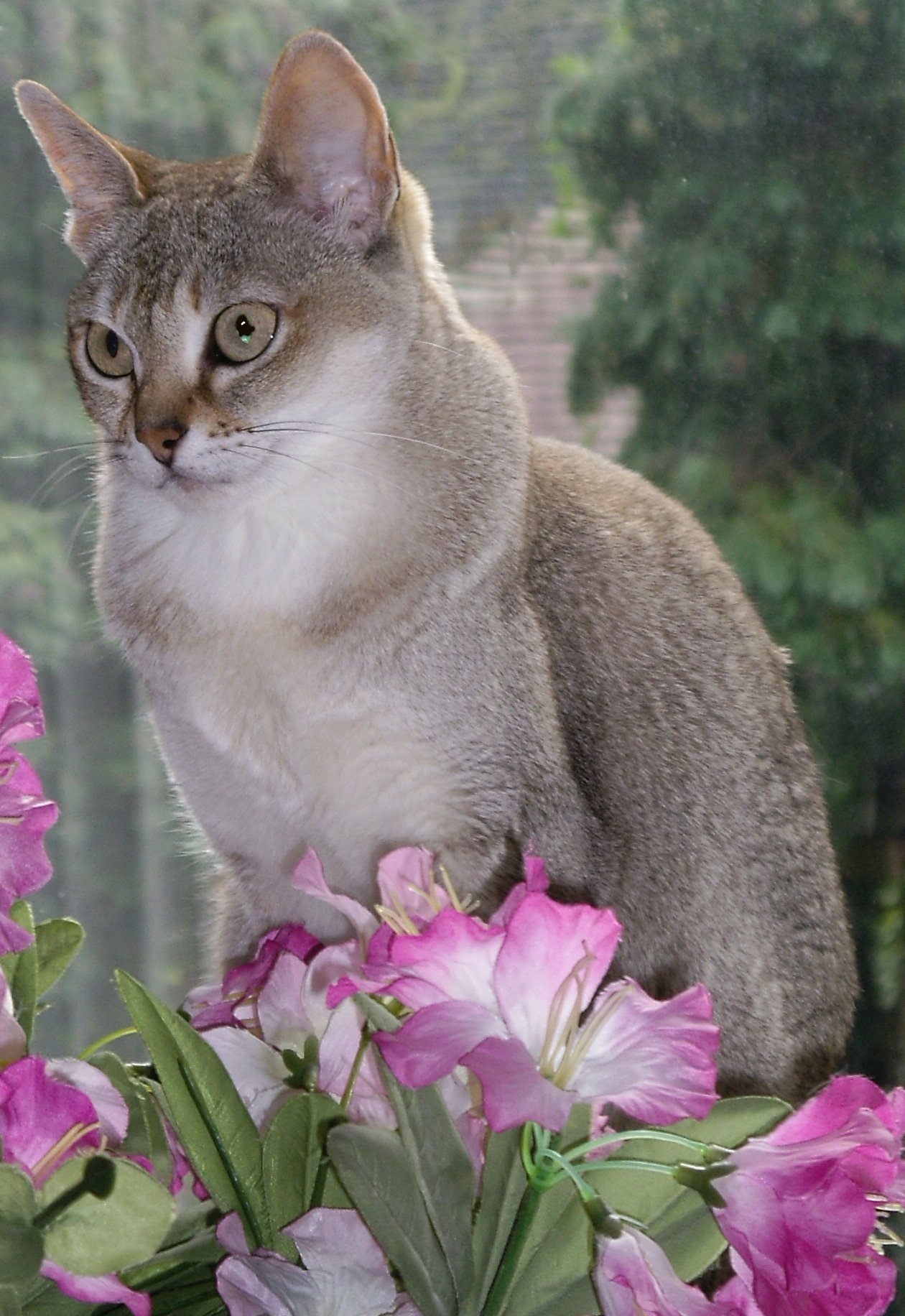 Singapura: The Petite Dynamo With Impeccable Manners (image credits: wikimedia)