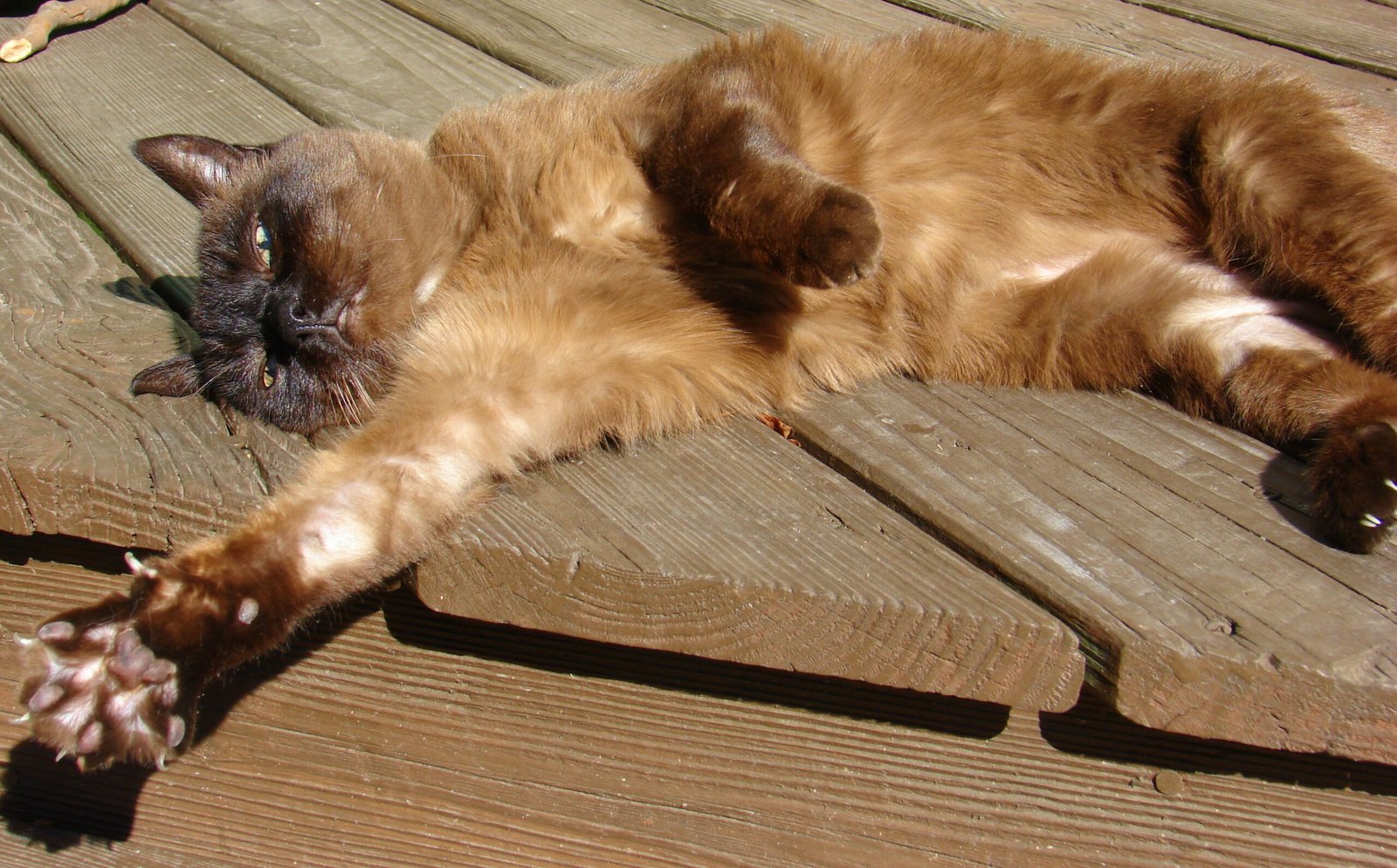 Tonkinese: The Warm-Hearted Whisperer (image credits: wikimedia)