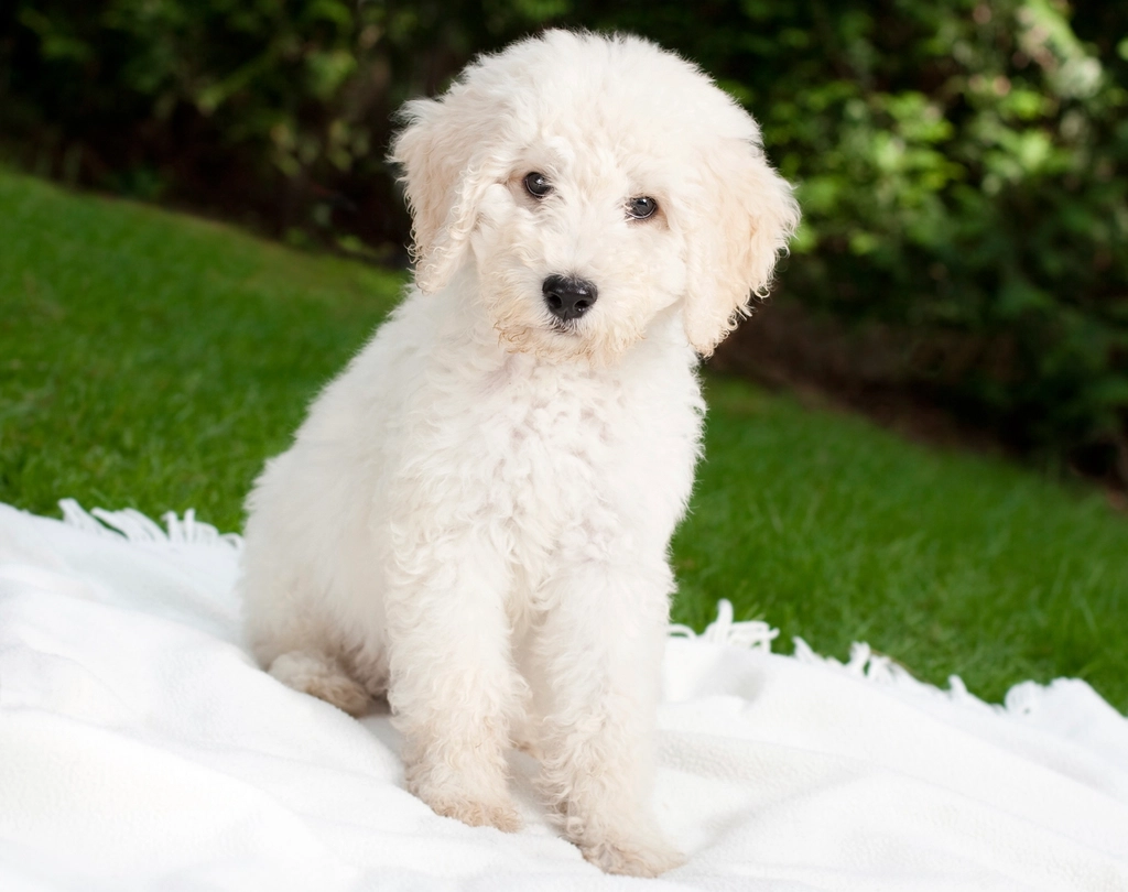 3. Miniature Poodles: The Brainy Best Friends (image credits: rawpixel)