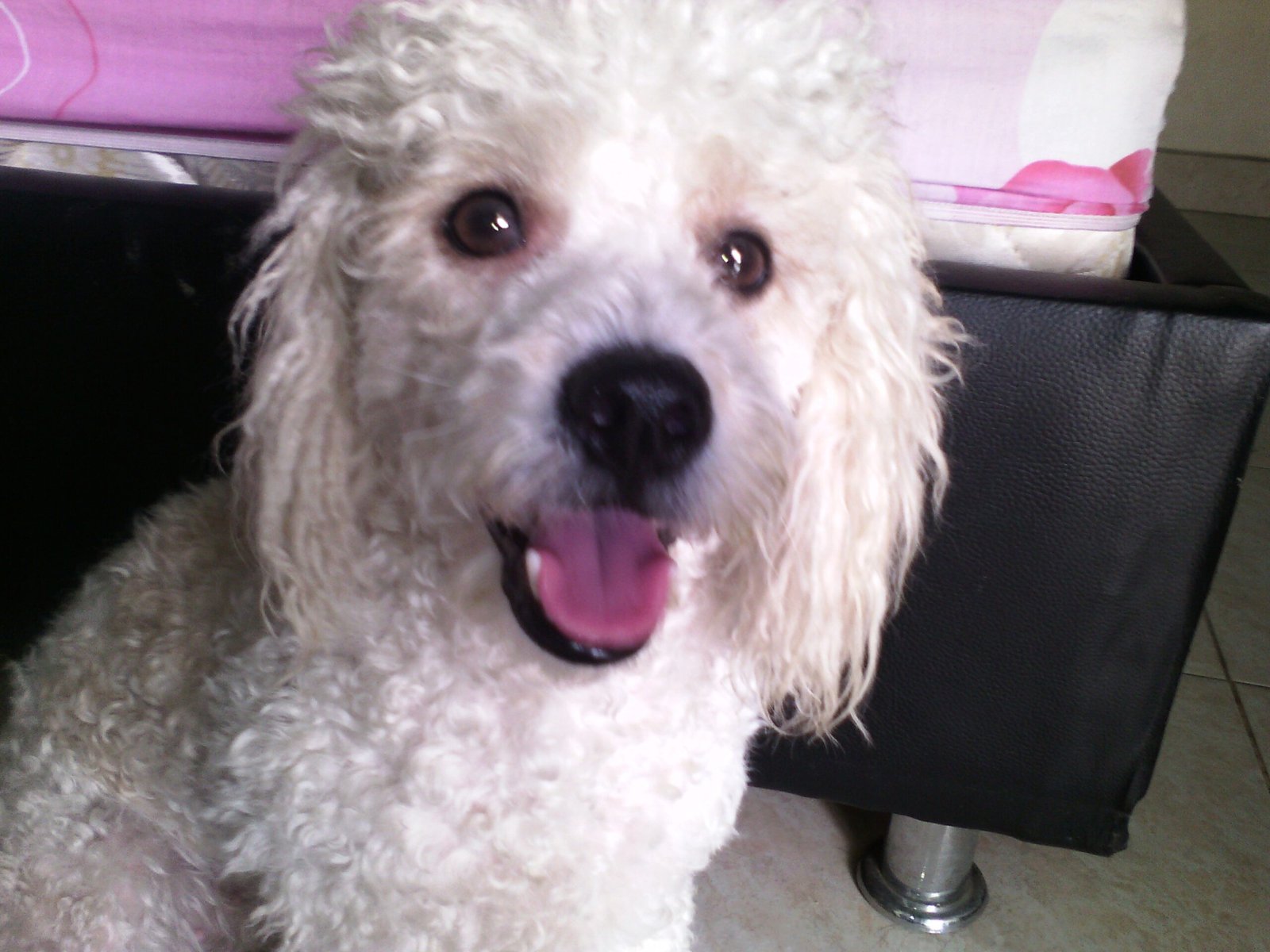 13. Toy Poodles: The Petite Joy Bringers (image credits: wikimedia)