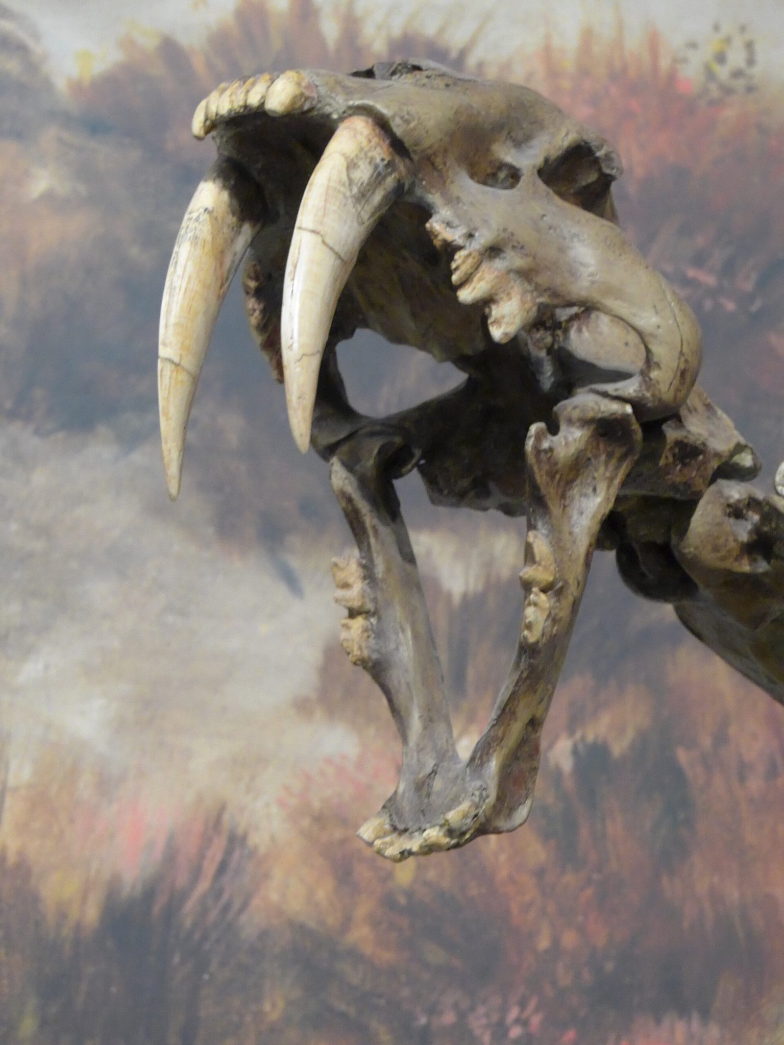 The Sabertooth Surprise (image credits: wikimedia)