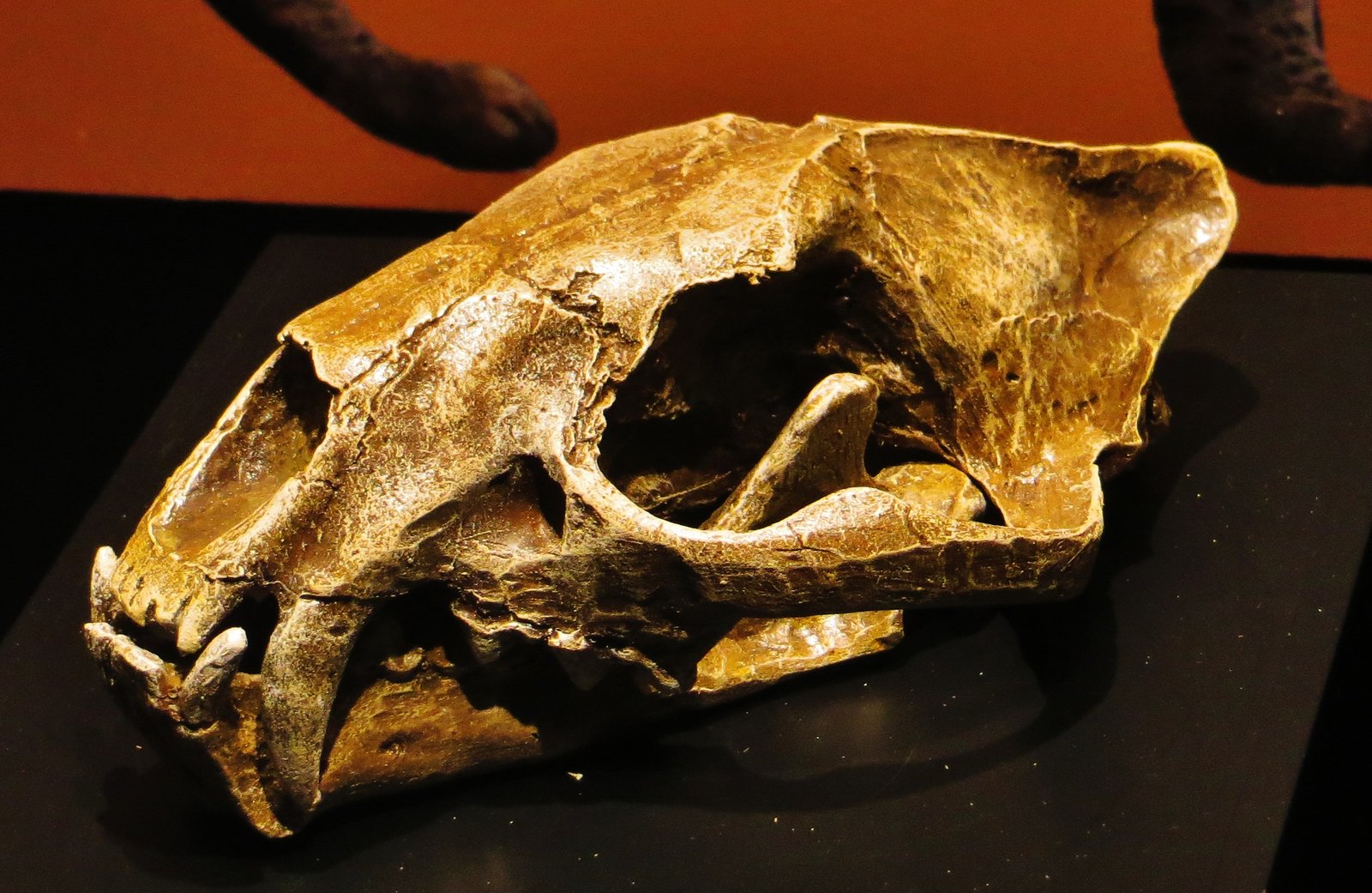 Mystery of the Tiny Tiger (image credits: wikimedia)