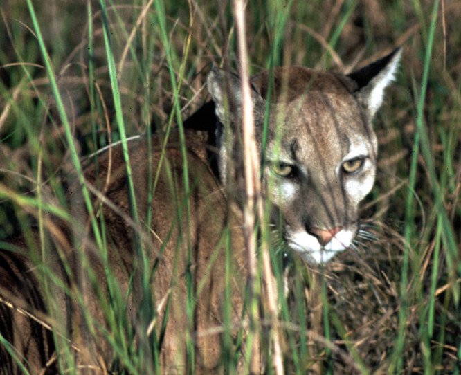 The Silent Stalker (image credits: flickr)