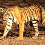 The Last Tigers of the Sundarbans