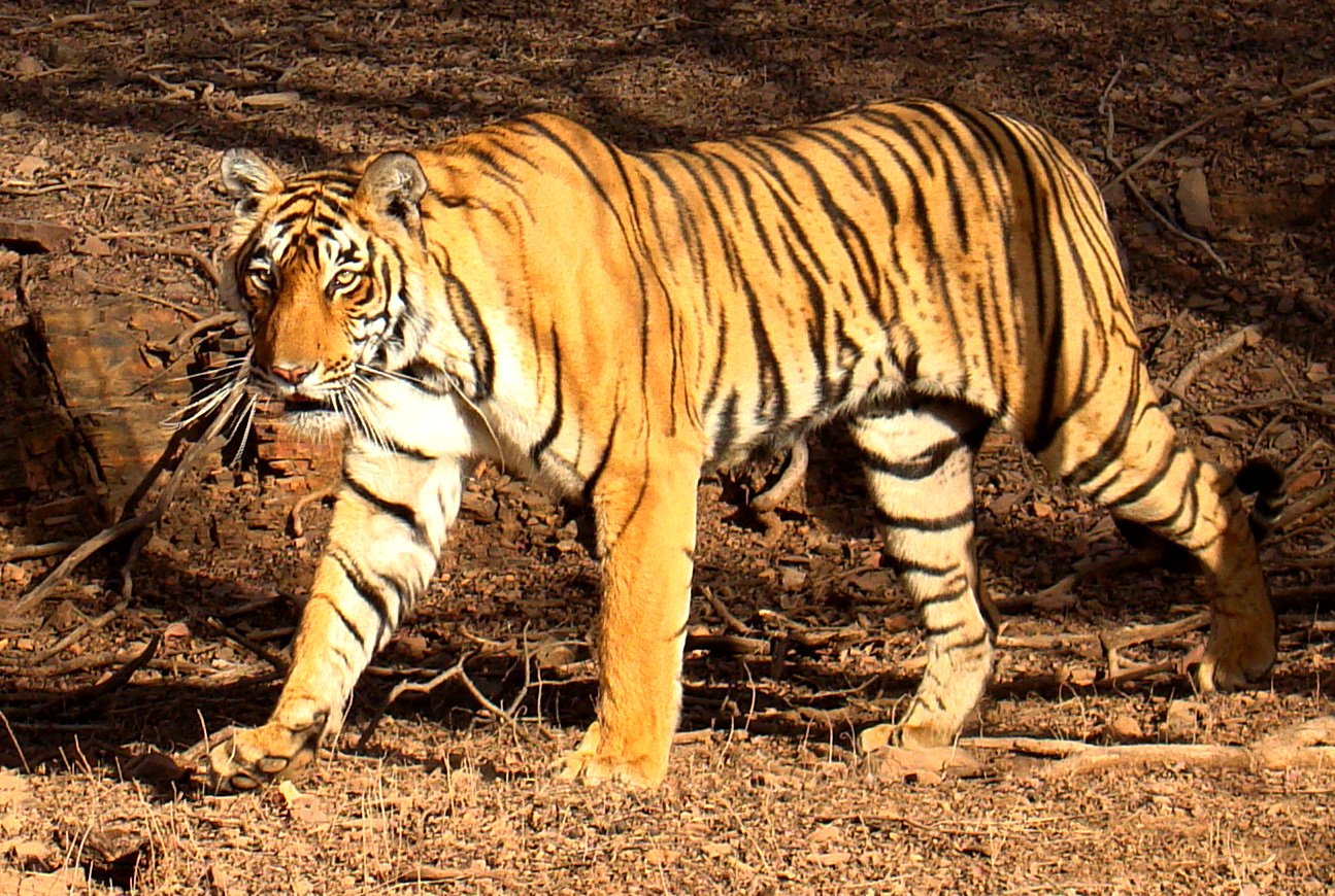 The Last Tigers of the Sundarbans