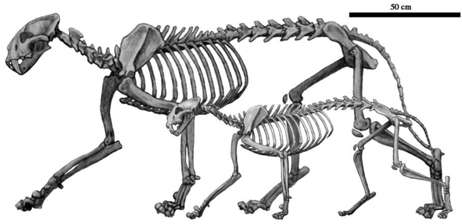 Machairodus: The Armored Giant (image credits: wikimedia)