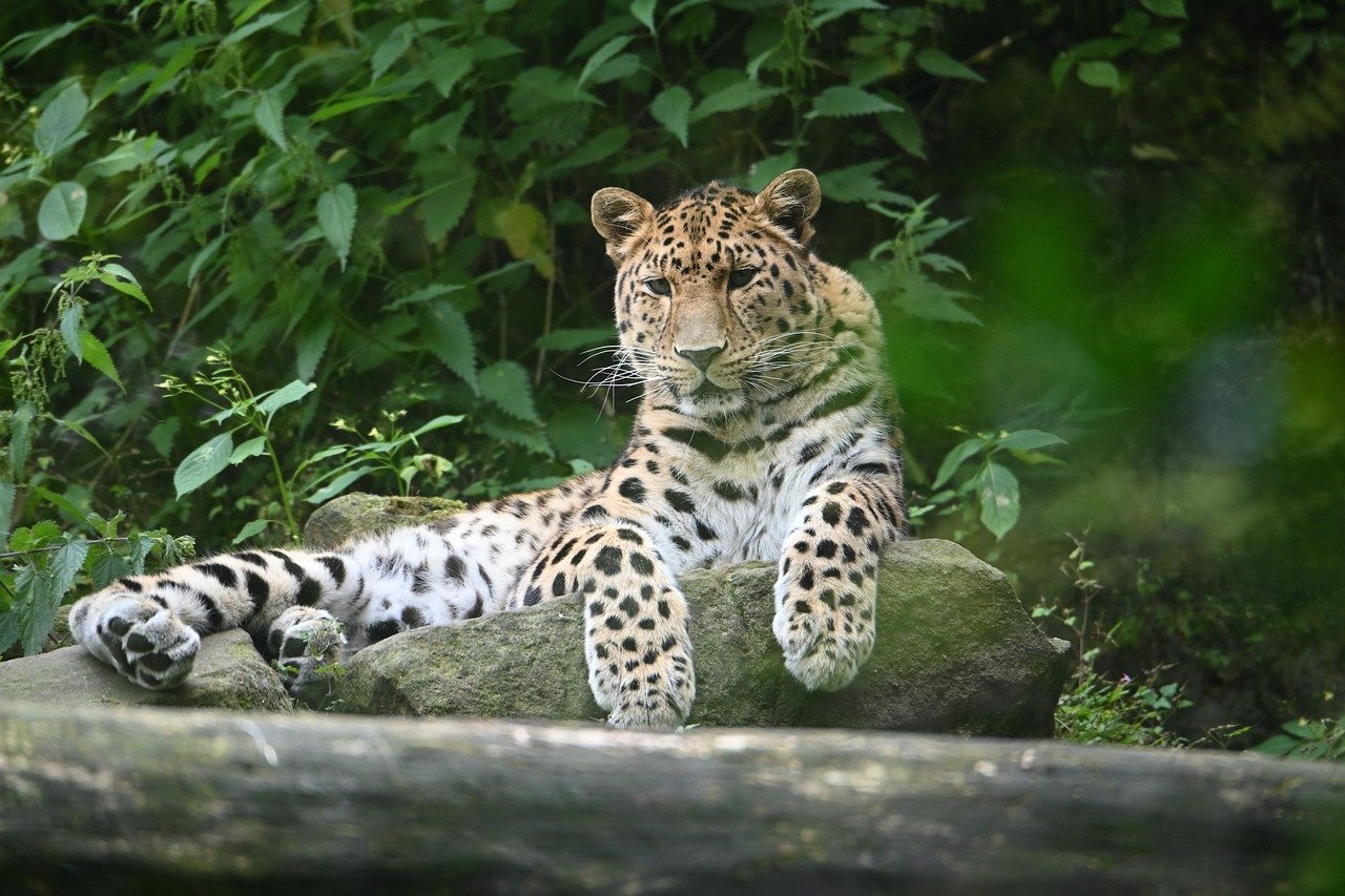 Territorial Marking (image credits: pixabay)