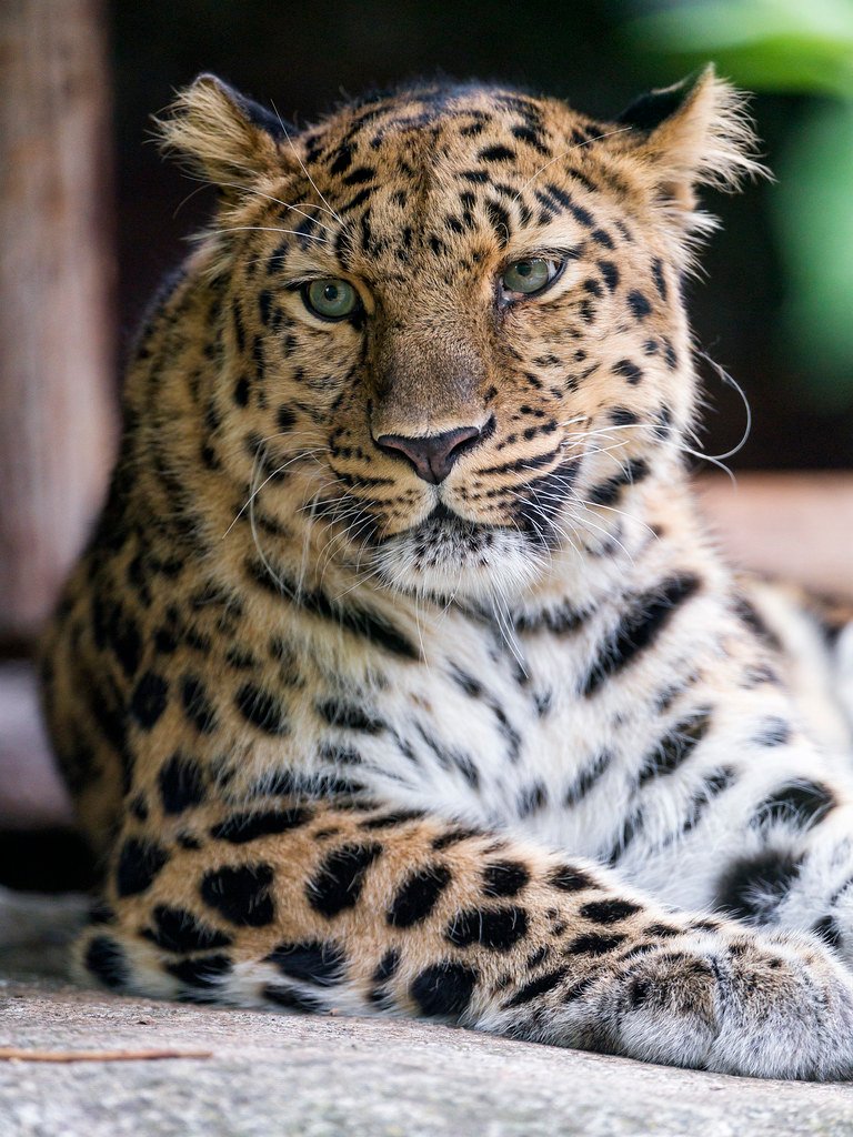 Face of Resilience (image credits: flickr)