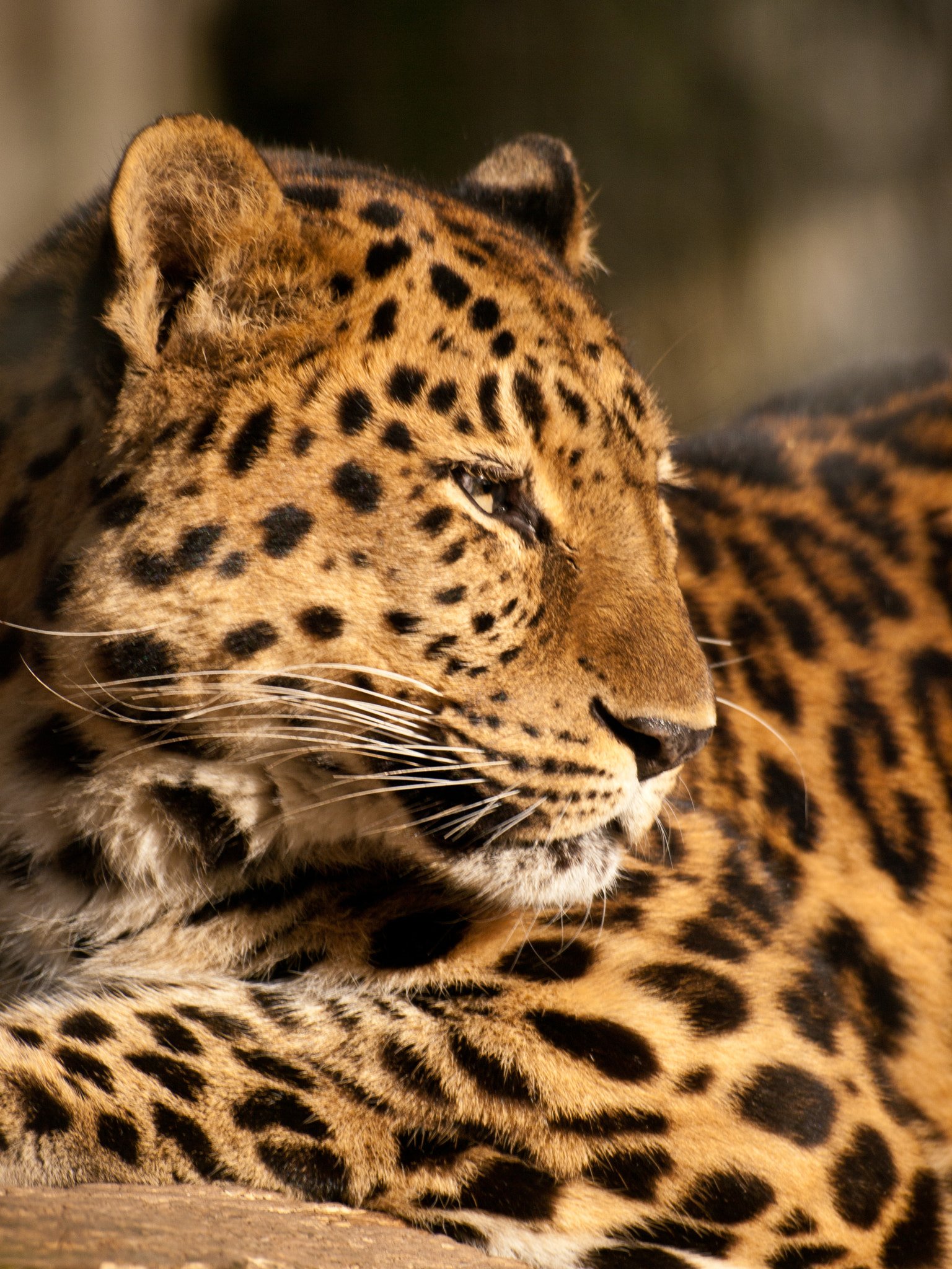 Eyes of the Future (image credits: wikimedia)