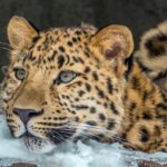 The Amur Leopard — Rarest Big Cat on Earth, Captured in 20 Stunning Frames