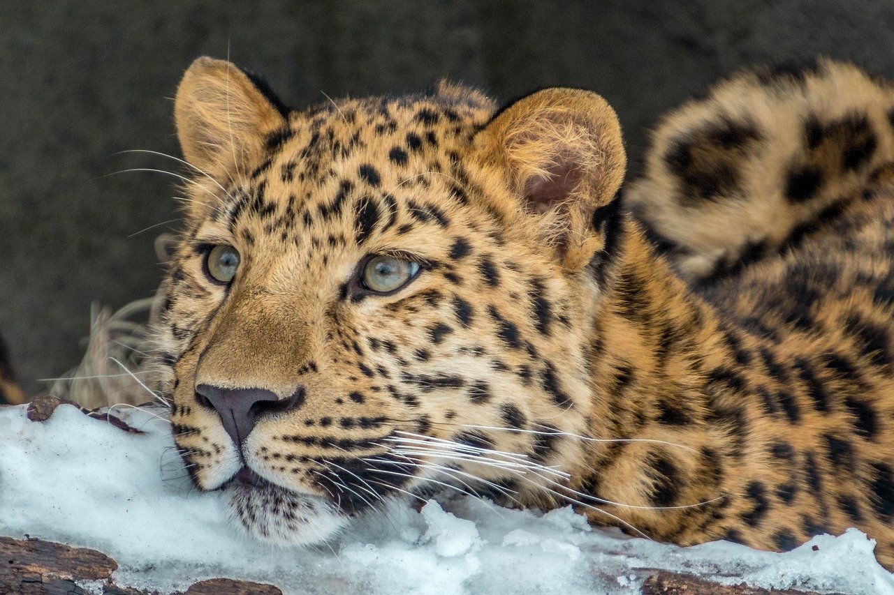 The Amur Leopard — Rarest Big Cat on Earth, Captured in 20 Stunning Frames