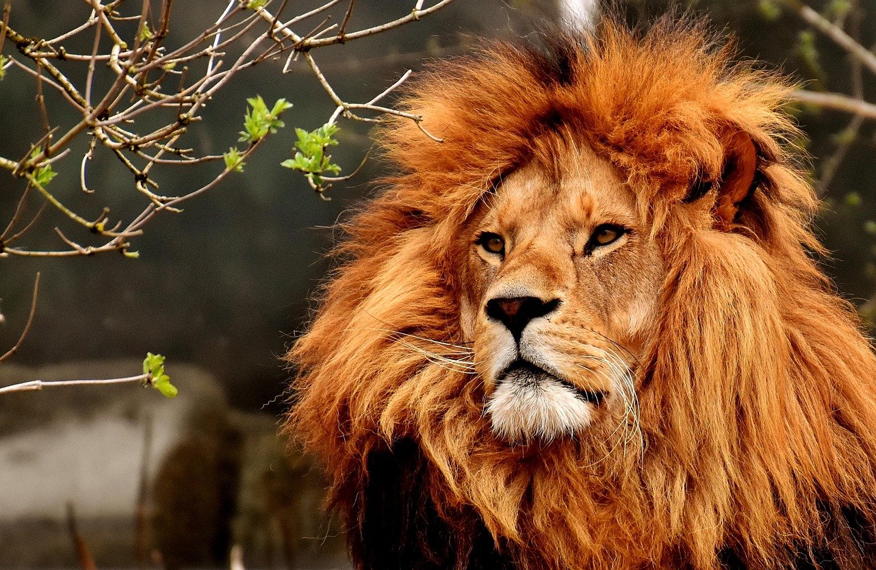 The Mysterious Mane Connection (image credits: pixabay)