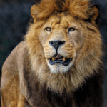 The Ethiopian Lion — A Rare Lineage Hiding in the Highlands