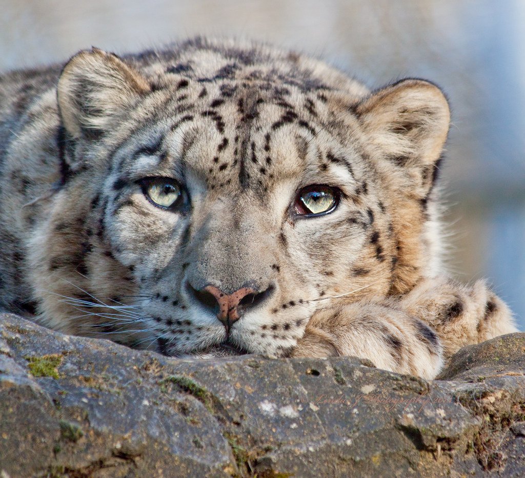 Eyes Like Pale Green Ice (image credits: flickr)