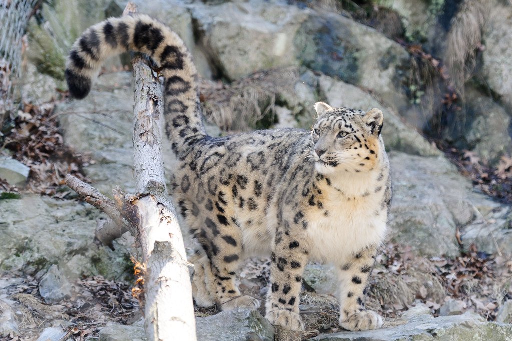 The Tail That Defies Gravity (image credits: flickr)